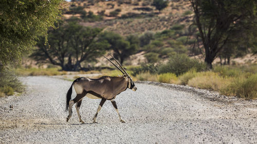 South african oryx crossing safari gravel road in kgalagadi transfrontier park, south africa