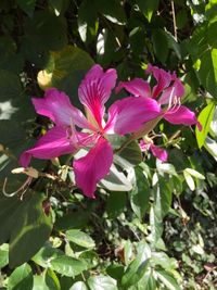 Close-up of flowers blooming outdoors
