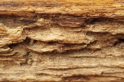 Full frame shot of tree trunk