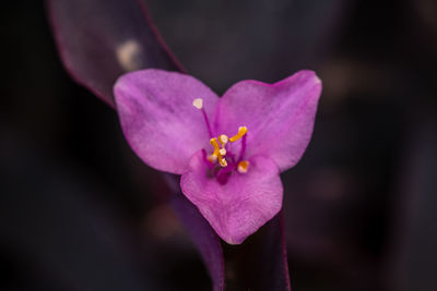 Close-up of pink crocus flower