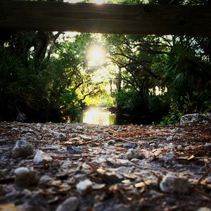 Surface level of trees in forest