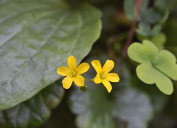 Close-up of yellow flowering plant