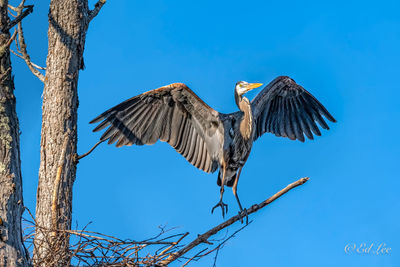 Low angle view of birds flying against the sky