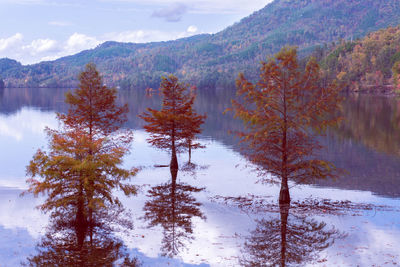 Trees by lake against sky during autumn