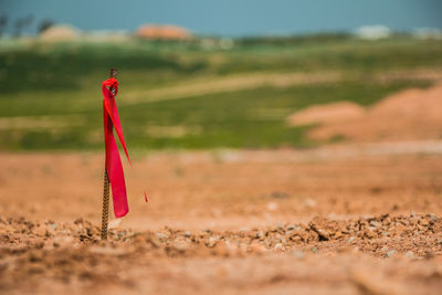 Red umbrella on field