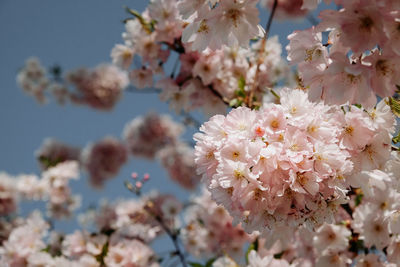 Close-up of cherry blossoms in spring