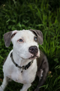 Close-up portrait of dog on field