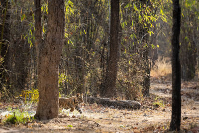 Tiger cub running amidst trees in forest