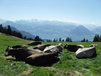 Scenic view of cattle herd on pasture