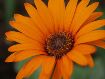 Close-up of orange flower