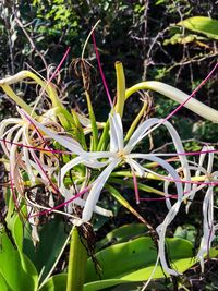 Close-up of flower tree