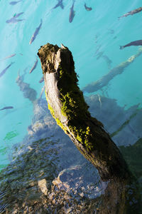 Aerial view of turtle swimming in water