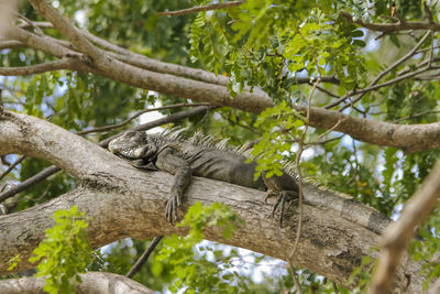 Iguana relaxing on branch