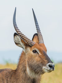 Close-up of male waterbuck  on field against sky