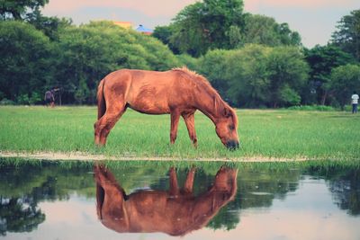 View of horse drinking water in lake