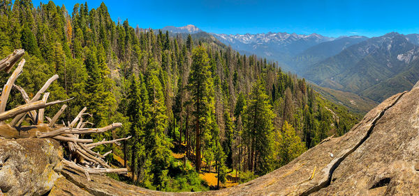 Panoramic view of pine trees in forest against sky