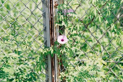 Close-up of pink flowers on chainlink fence