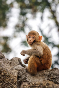 Monkey sitting on rock