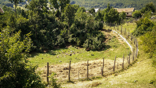 Trees growing on field