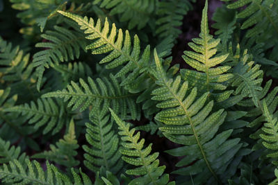 Full frame shot of fresh green leaves