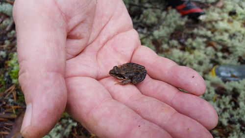 Close-up of hand holding crab