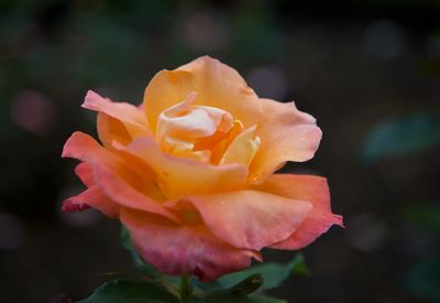 Close-up of rose against blurred background