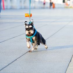 View of dog on street