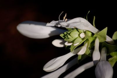 Close-up of white flowers