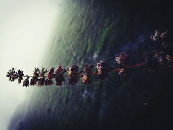 Close-up of plants against sky