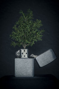 Close-up of potted plant against black background