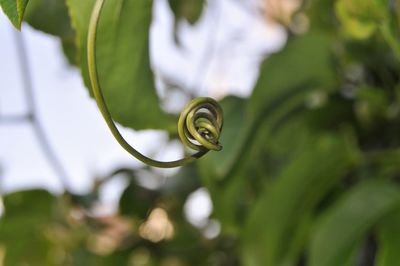 Close-up of spiral flower