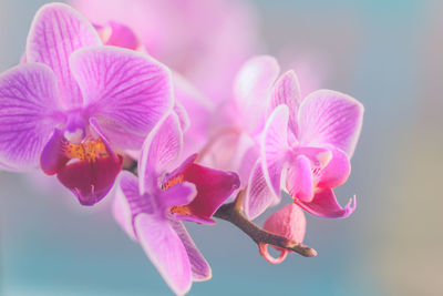 Close-up of pink orchids