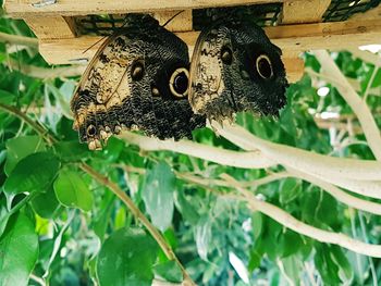 Close-up of butterfly
