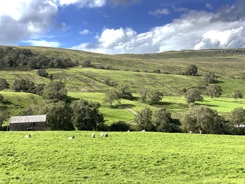 Rural landscape in, bishopdale, with fields, farms, trees, and distant hills, and a blue sky