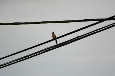 Low angle view of power lines