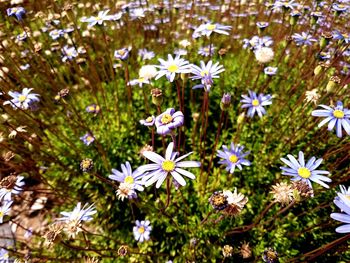 Close-up of white flowers blooming in field