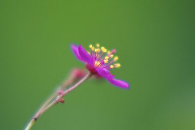 Close-up of purple flowers