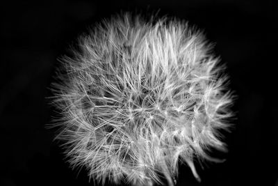Close-up of dandelion