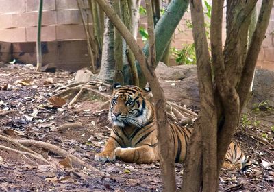 Tiger sitting on ground