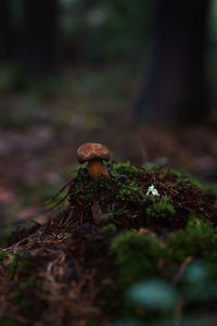 Close-up of mushroom growing in forest