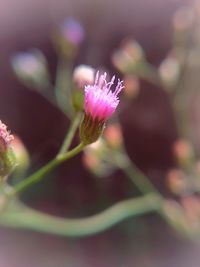 Close-up of pink flower blooming outdoors