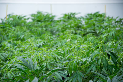 Close-up of plants growing on field