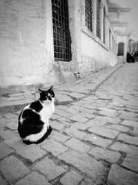 Cat sitting on footpath