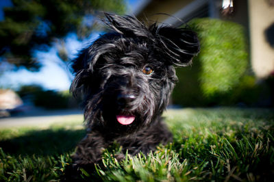 Close-up portrait of black dog