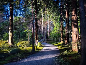 Road amidst trees in forest