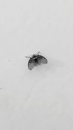 High angle view of fly on leaf