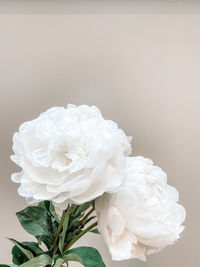 Close-up of white rose flower