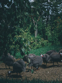 View of a bird on field