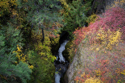 High angle view of stream amidst trees in forest