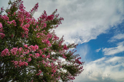 Low angle view of pink flowering plant against sky